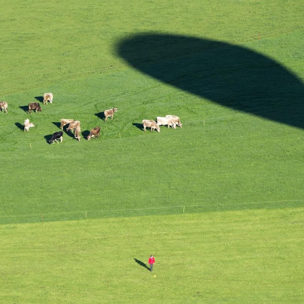 Bóng của một chiếc khinh khí cầu in lên bãi cỏ kế bên đàn bò đang nhởn nhơ, gần Ebnat-Kappel, Thuỵ Sĩ, 12/09/2015.