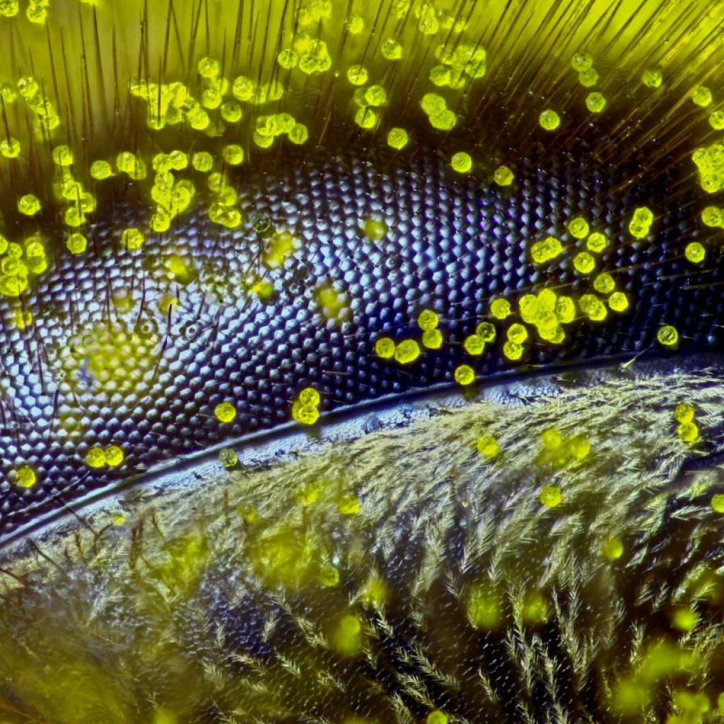 Mắt của một con ong bám đầy phấn của cây bồ công anh trên đó (độ phóng đại 120 lần)