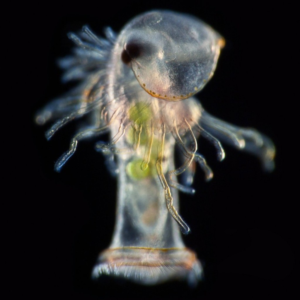 Ấu trùng của một con Phoronida (độ phóng đại 450 lần)