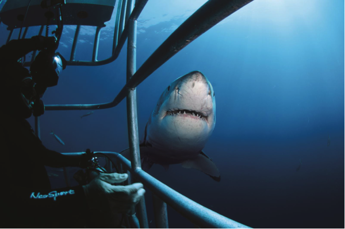 Bơi cùng cá mập trắng sẽ là những giây phút không bao giờ quên